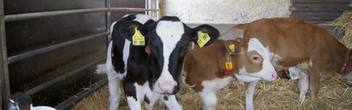 Kälberaufzucht Betrieb Beck Weikersheim_Susanne Mezger Kälberaufzucht Betrieb Beck Weikersheim_Susanne Mezger