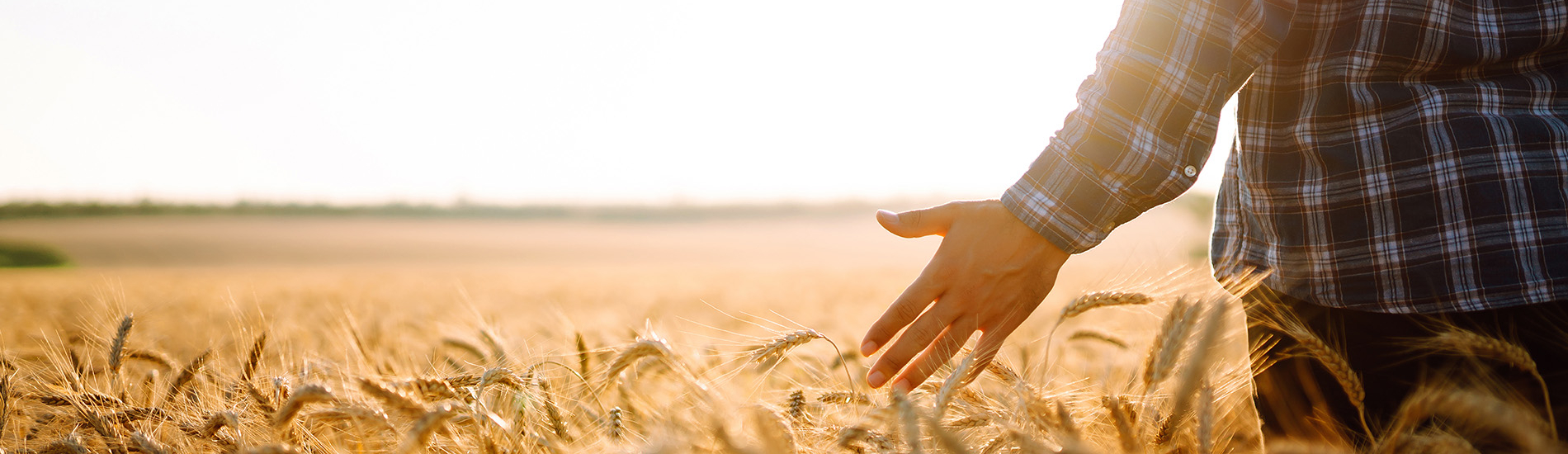 Ein Mann der übers Getreidefeld läuft